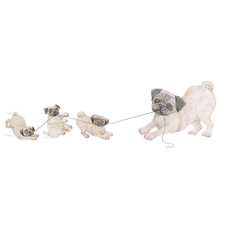 Pug of War